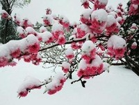 诗意人生23期：遣云追岁月，落墨写诗行