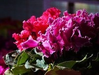 《世界上最大的鲜花市场》的影评大全