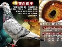 文字的苍白，源于内心的苍白的优美句子
