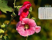 7月19日，上午办喜事，下午办白事！