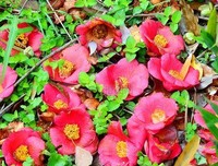 关于落花怜的句集的优美句子