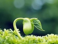 在熔炉中成长