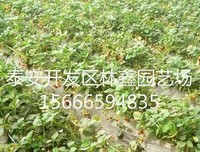 描写反其道而行之的经典句子