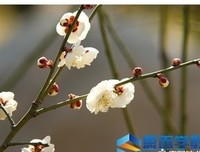 《小草青青》影评摘抄