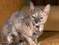 《兔子共和国》好看吗？经典观后感锦集