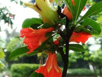 石榴花的悲伤