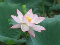 15条关于安之若素的经典语句