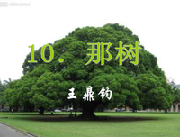 晴时还那树花开句子大全