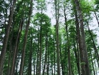 关于放浪形骸的座右铭