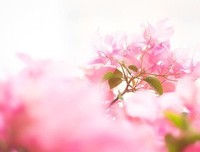 关于美人如花隔云端的句子