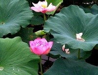 2019寒风清名言大全