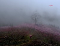 雾里看花的句子