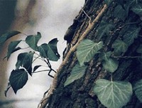 《一人所爱一生心疼》的句子