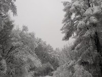 初冬的雪