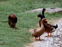 生产队的那群鸭