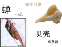 贝壳句子