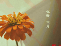 浮和风的优美句子