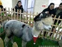 《孔雀羽谋杀案》读后感摘抄