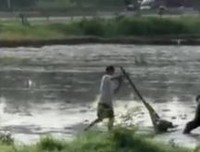 你们家乡还用牛耕农田吗？