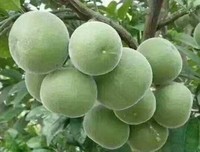 化州橘红介绍
