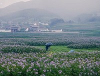 多余的洋芋花