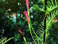 盛夏烛光