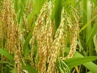 水稻辣椒轮番种植，农民增产增收