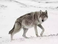 这是一个真实的故事：不要把帮助你的人逼成敌人