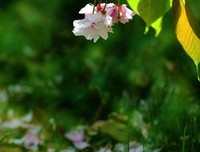 后知后觉的甘甜