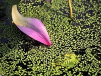 花瓣，在春风中飘落（十一）