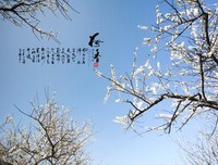 《梅香影疏》的句子