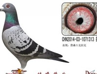 描写特立独行的经典句子