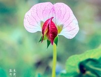 《回看暖城风景色》的句子