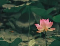 气大伤身！情绪决定你的人生！（深度好文）