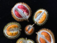 「世界上最爱我的人」第三百四十四章
