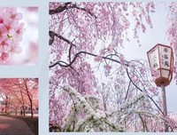 与“小芽”一起线上畅游中国