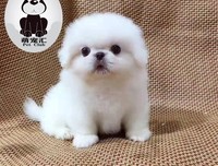 遍布京城的京巴犬都去了哪儿