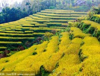 《有关食物的心个我年出人可山第、生物出人可山第和政
