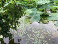 我的教师梦