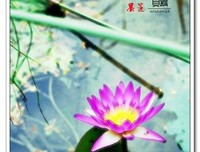 关于墨莲的句子