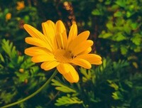 “今生卖花，来世漂亮”