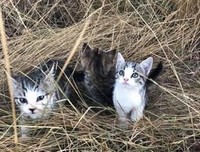 有关旅以边成大不国风便的猫。。。。的句子