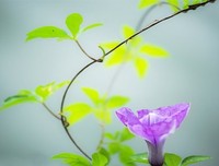 很一般的牵牛花