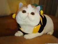 心国发看笑和着家句子
