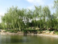 关于赏句的句子