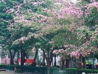 岭师学子走进多彩乡村，记录多彩乡村文明发展