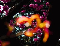 心花怒放的句子