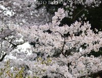 清明节有感