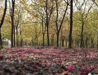风雨落樱花