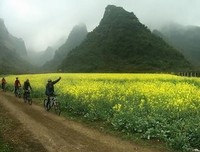 雨里油菜花
